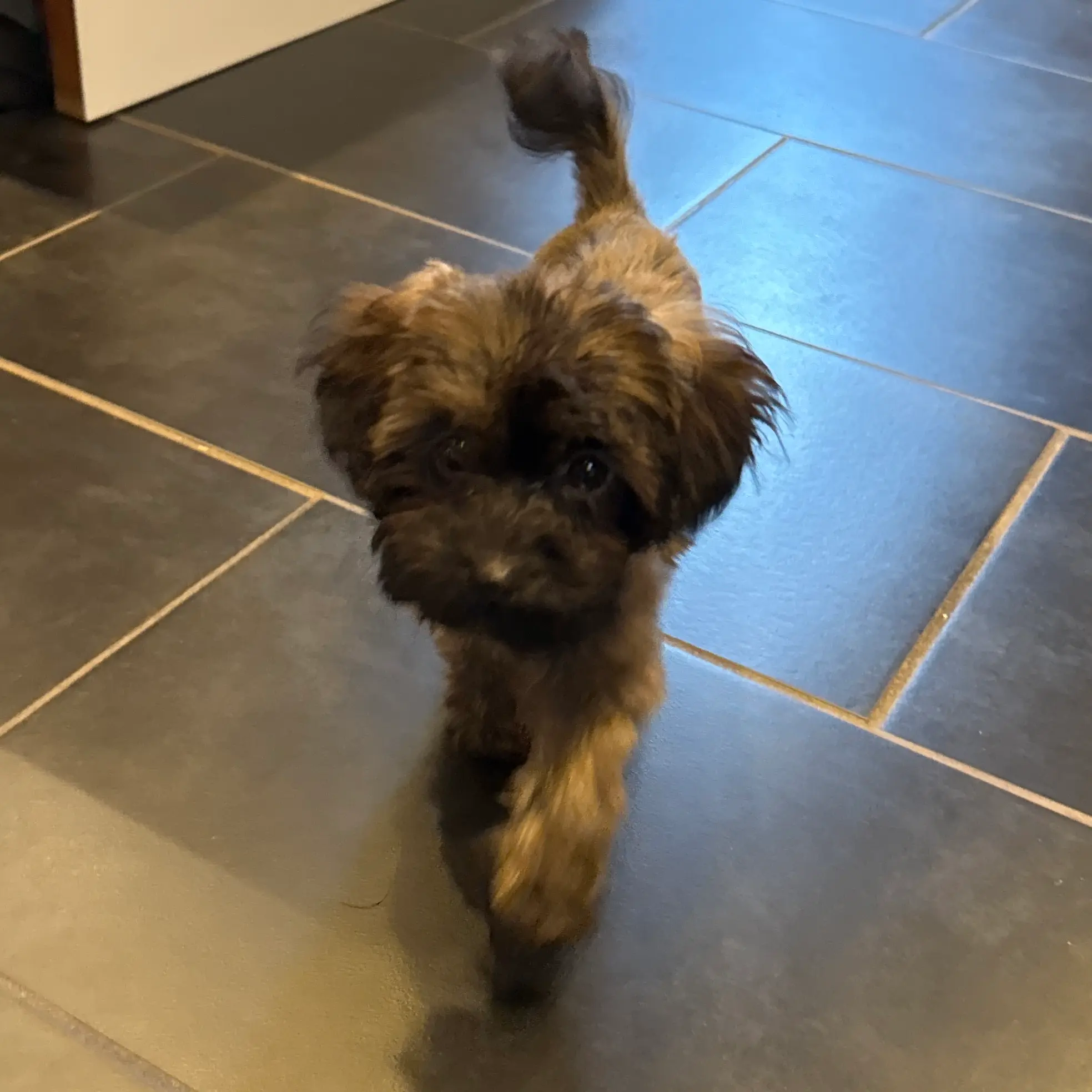 Tobias